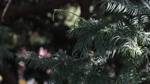 Needles in the sun Stock Footage 41417685