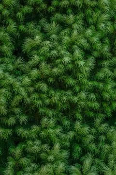 Needles texture of Alberta spruce Maingold - Picea glauca, green background Stock Photos