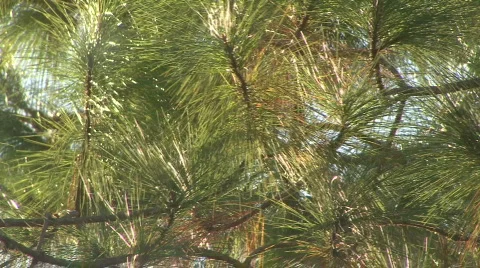 Needles On The Tree 02 Stock Footage 306275