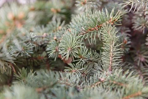 Needles of a tree 스톡 사진