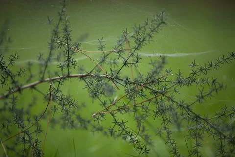 Needles trees macro with web spyder . Stock Photos