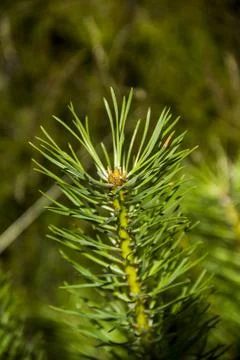 A needles of a young pine branch Stock Photos