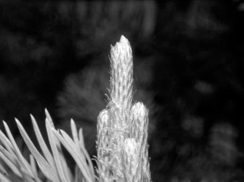 The needles of a young tree in spring Stock Photos