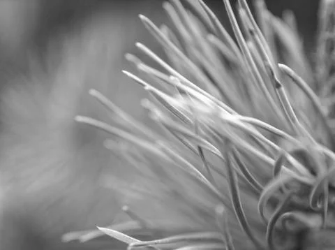 The needles of a young tree in spring Stock Photos