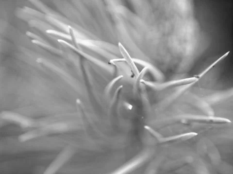 The needles of a young tree in spring Stock Photos