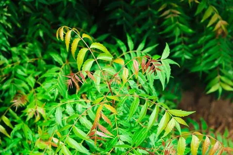 Neem beautiful leave or leaf with selective focus,ayurvedic nim or herbal,ski Stock Photos
