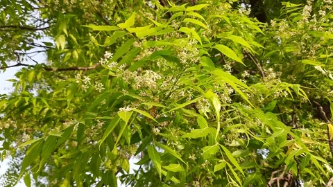 Neem flower in the tree. Stock Footage 181804164
