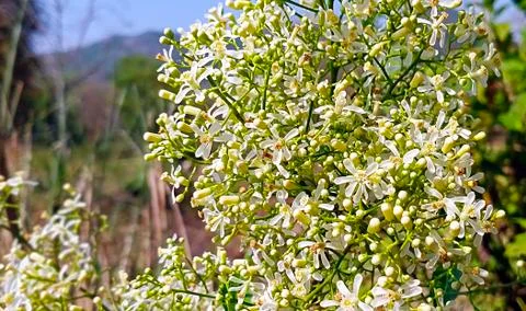 NEEM FLOWERS Stock Photos