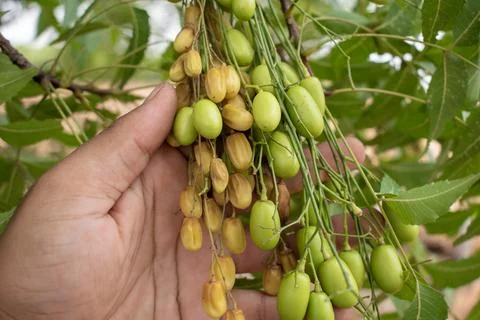 Neem fruit on tree with leaf, Neem herb plant Stock Photos