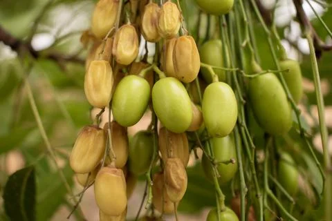 Neem fruit on tree with leaf, Neem herb plant Stock Photos