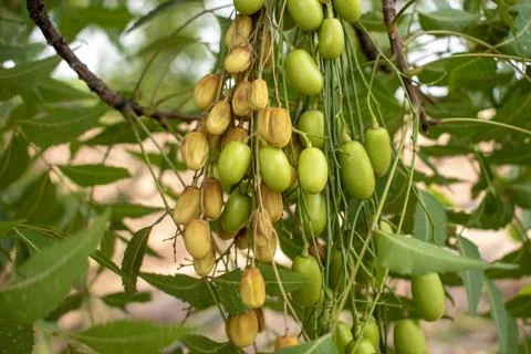 Neem fruit on tree with leaf, Neem herb plant Foto stock