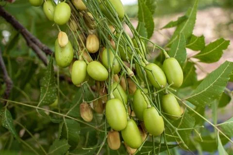 Neem fruit on tree with leaf, Neem herb plant Foto stock