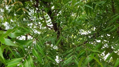 Neem fruits in the tree. Stock Footage 198122849