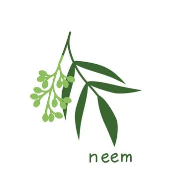 Neem isolated plant Illustrazione stock