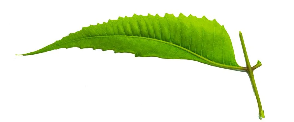 Neem leaf Stock Photos