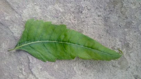 This is the neem leaf . Stock Photos