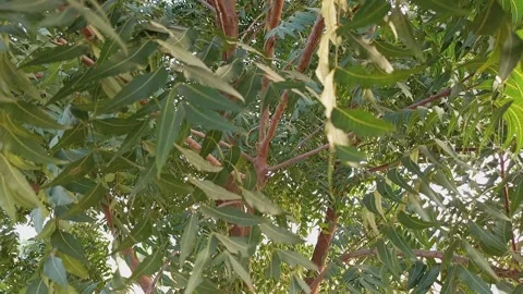 Neem Leaf Waving in the Wind — Close-Up on Tree in Nigeria 動画素材 320722733