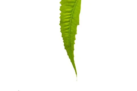 Neem leaf on white background Stock Photos