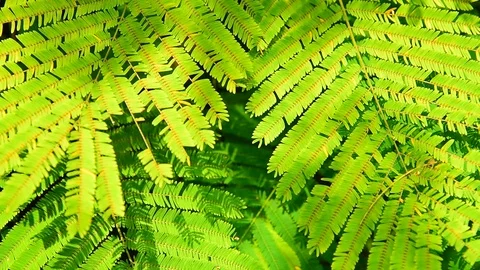 Neem  Leaves Closeup 動画素材 123063494