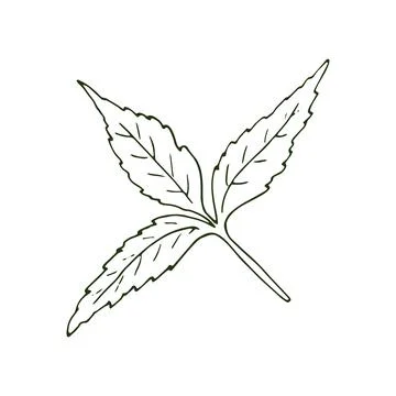 Neem leaves isolated on a white background. Hand-drawn Ayurvedic plant. Stock Illustration