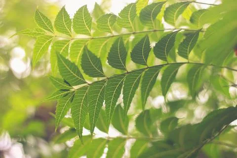 Neem Leaves Stock-Fotos