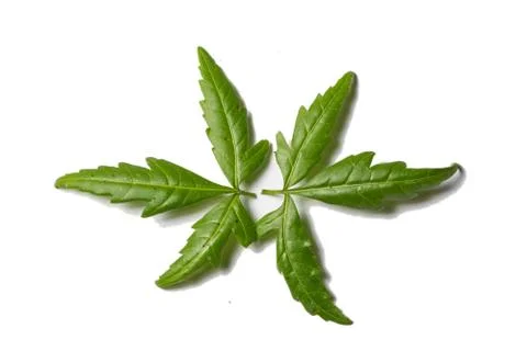 Neem leaves for texture design with shadow Stock Photos