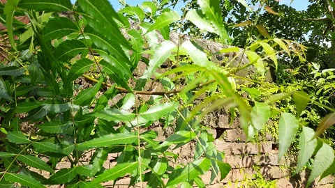 Neem leaves in the tree. Stock Footage 218146661