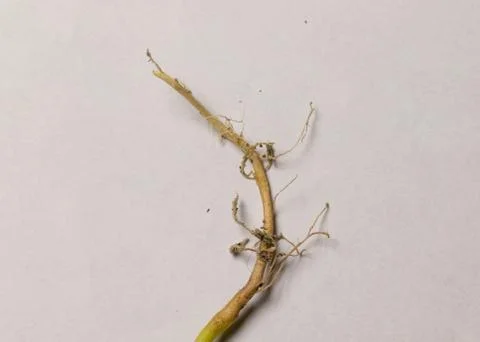 Neem plant root Stock Photos
