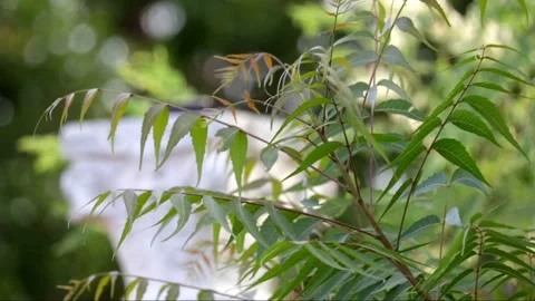 Neem plants beautiful view Stock Footage 134126991