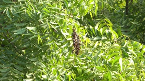 Neem-tree-bee-cluster-green-foliage-static-tripod-shot-4 Stock Footage 344871189