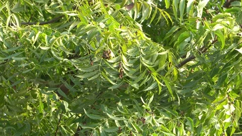 Neem-tree-bees-green-foliage-static-tripod-shot-5 Stock Footage 344871140
