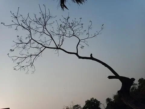 Neem tree branch without leaves in summer season. Margosa plant in nature Stock Photos