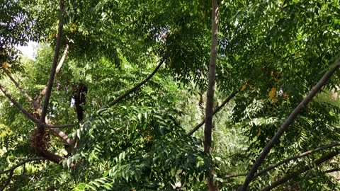 Neem Tree Branches Video stock 144777300