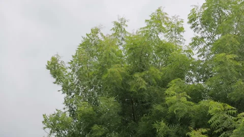 Neem tree branches moves in wind Stock Footage 157169663