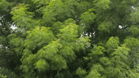 Neem tree branches moves in wind Stock Footage 157169695