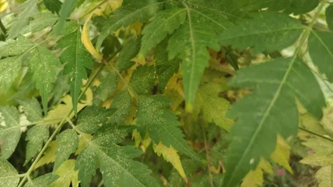 The neem tree Stock Footage 165104494