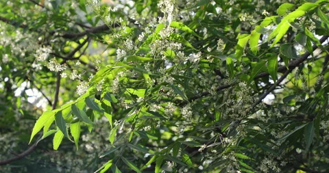 Neem Tree. Stock Footage 237805582