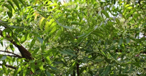 Neem tree. Stock Footage 237848353