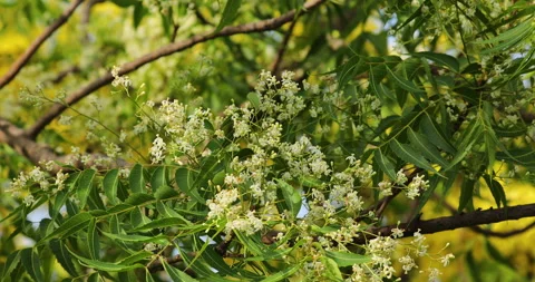 Neem tree. Stock Footage 243878033
