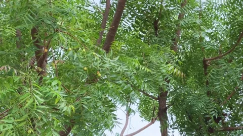 Neem tree Stock Footage 313740219