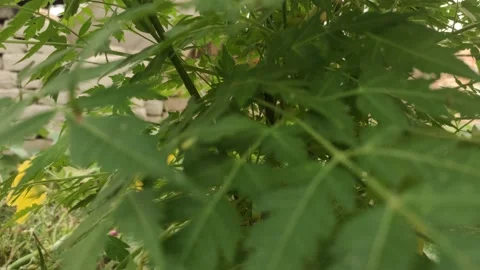 The neem tree footage Stock Footage 165104572