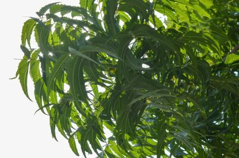 Neem Tree isolated Stock Photos