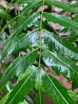 Neem tree leaf, close-up shot Stock Photos