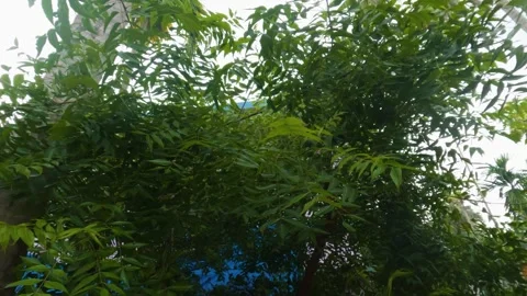 Neem Tree Leaves in Breeze Stock Footage 313149437
