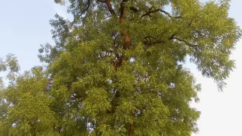 Neem tree, with leaves ,medicinal tree Stock Footage 274626374