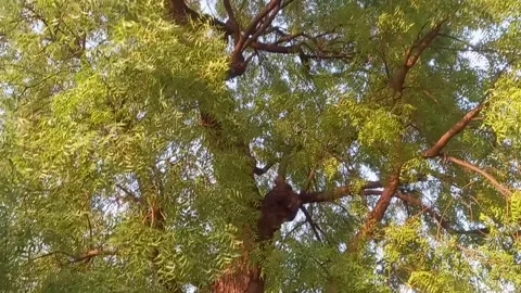 Neem tree, with leaves ,medicinal tree Stock Footage 274626375