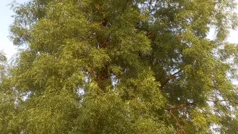 Neem tree, with leaves ,medicinal tree Stock Footage 274626376