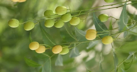 Neem Tree with seeds Video stock 111057462