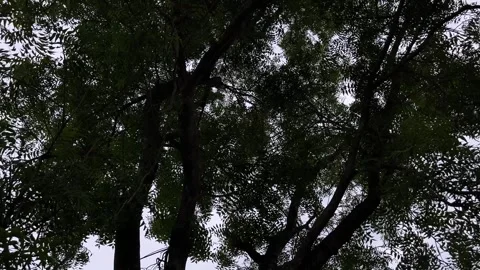 Neem Tree Silhouette with Sky in Background Stock-Footage 315846119