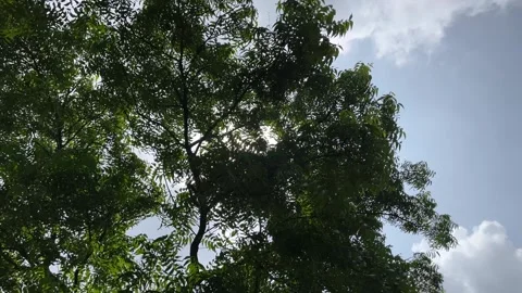 Neem Tree Silhouette with Sun Rays | Sunlight Shining Through Leaves Stock-Footage 316693908
